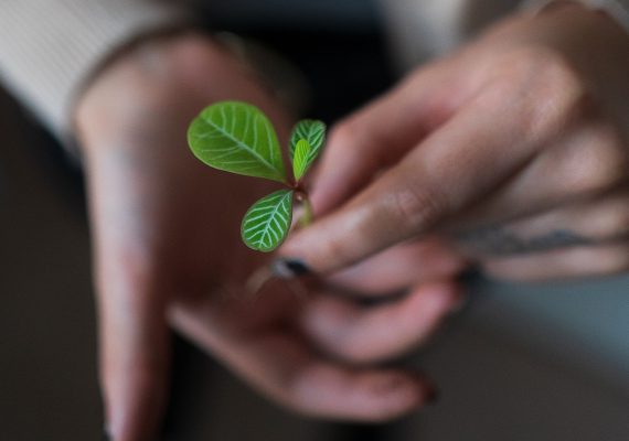 Close-up of seedling in hand – representing balanced plant nutrition from day one