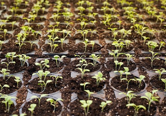 Tray of uniform seedlings at early growth stage in nutrient-rich soil plugs - demonstrating the quailty of Mills nutrients