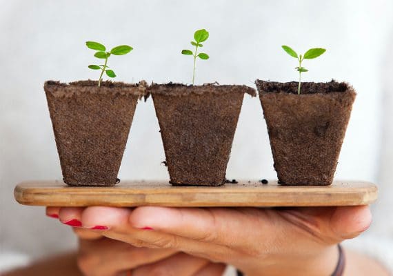 Three young seedlings growing in biodegradable pots on a wooden tray