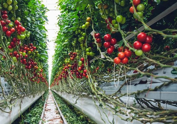 Crops of tomatos - Hydroponic greenhouse with healthy tomato plants fed by precision nutrients